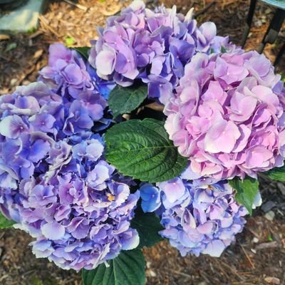 mscromwe's profile picture. 