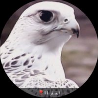 🦅صقر11🦅 (@gjxatlmi3c91889) Twitter profile photo