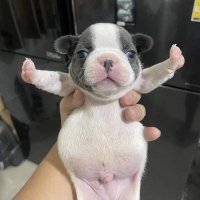 VintageVenusWipHell (@venusspinoff) 's Twitter Profile Photo