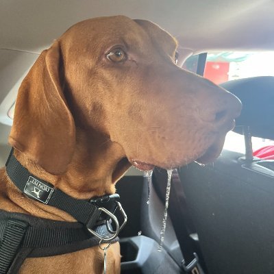 TitoKlappenbach's profile picture. 
