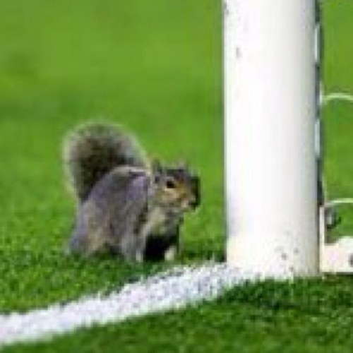 I am indeed the squirell who feautured in arsenal's CL fixture against Villareal. Its a lot harder to get into the emirates!