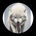 kurt 🇹🇷 🇹🇷🇹🇷 (@alikurt0633) Twitter profile photo kurt 🇹🇷 🇹🇷🇹🇷 (@alikurt0633) Twitter profile photo
