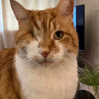 adventures_toms's profile picture. Mum thinks I’m a handsome, patient and naughty cat! #CatsOfTwitter