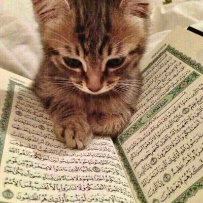 Xanarkkujo's profile picture. 