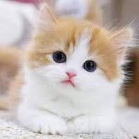 حيوانات اليفه (@nasrdh66976) 's Twitter Profile