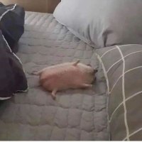 Jim (@jim559206) 's Twitter Profile
