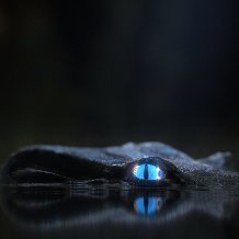 adolphacosta589's profile picture. 