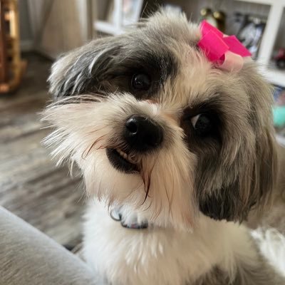 Tawanda965's profile picture. I’m about some Trump.  I’m not about stupid people. so. there’s that