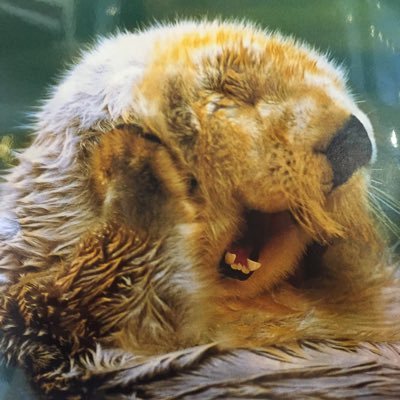 OtterMusings's profile picture. 𝙫𝙚𝙧𝙞𝙩𝙖𝙨 𝙤𝙢𝙣𝙞𝙖 𝙫𝙞𝙣𝙘𝙞𝙩