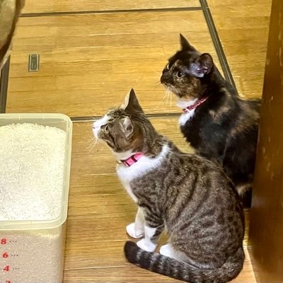 namanamak's profile picture. 超小規模兼業農家、家庭菜園レベルの稲作。いちおう会社員。 ねことあとときどき 車とレース。撮り鉄もたまに。
