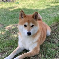 いくら (@muti_potya_1) 's Twitter Profile