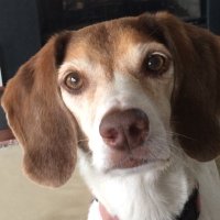 The_Beagle (@judge_chuck_bb) 's Twitter Profile