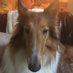 Shycollie (@shycollie) Twitter profile photo Shycollie (@shycollie) Twitter profile photo