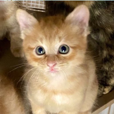 GobTara's profile picture. ボードゲーム😄ゲムマ2025秋参戦🔥協力/2人専用/論理パズルなど！マダミスにハマり始めた(︎︎︎︎✌︎  ॑꒳ ॑ ︎︎︎︎✌︎)NUMA