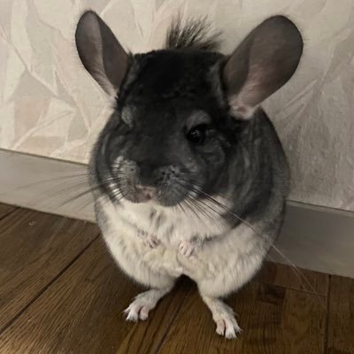 ストラさんのプロフィール画像