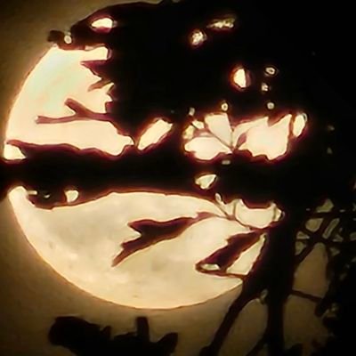 timeschanging8's profile picture. I think i will just shut up and watch from here on out ! You all are the best real  psyop in town . kek !!