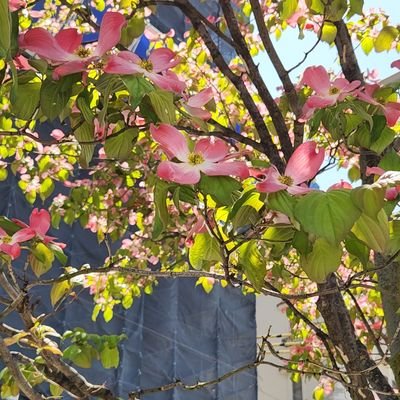 makoto309551152's profile picture. 