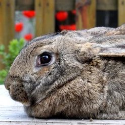 BradfordTheBuni's profile picture. A rabbit with big dreams, crushed by Elon's free API constraints