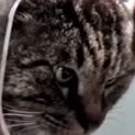 ๐โโฌ The Best Of Hello Street Cat Every Day ๐ (@hellostreetcat) 's Twitter Profile