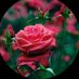 الحمدلله 🕊 (@ameraamera18912) Twitter profile photo الحمدلله 🕊 (@ameraamera18912) Twitter profile photo