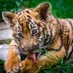 Tiger says (@shanmeisg) Twitter profile photo Tiger says (@shanmeisg) Twitter profile photo