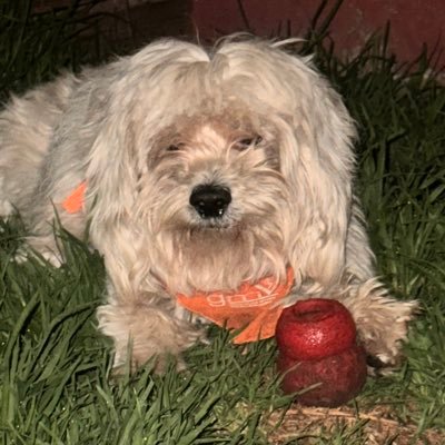 rosa_rg's profile picture. 