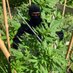 Ninja Stoner 🥷 (@ninjastoner419) Twitter profile photo Ninja Stoner 🥷 (@ninjastoner419) Twitter profile photo