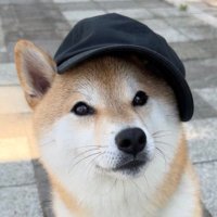 豆柴のそらまめ隊長 (@soramame_inu) 's Twitter Profile Photo