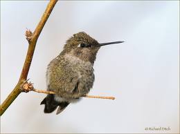 ruthreyna's profile picture. Ph.D. Environmenta Eng. at Carnegie Mellon Univ.