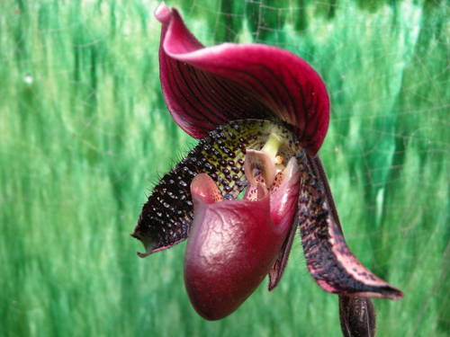 BlackrockFarm's profile picture. Purveyors of flowers, fine gardening and garden design, organic
vegetables, unusual perennials, annuals and Terra Cotta. Host to frequent classes and exhibits.