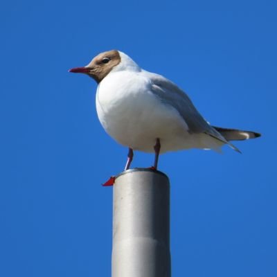ぱぶかわさんのプロフィール画像