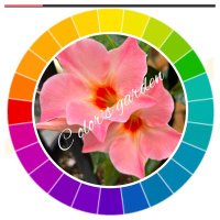 C olor's garden〜お花Life〜 (@color_cd) 's Twitter Profile