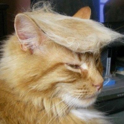 Executive feline trying to keep my whiskers above water in the corrupt, shithole state of Illinois! 🐈#AdoptDontShop🐈 #illinoisneedsDOGE 🇺🇸🇺🇸🇺🇸🇺🇸🇺🇸