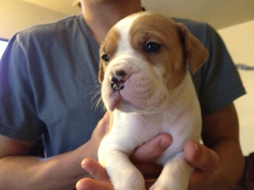 7 1/2 week old Bordo Bullmastiff mix puppies - 708-208-7551 ask for Jose or Kathy. $350 each. ONLY 9 Puppies LEFT...