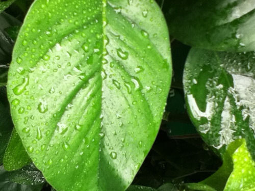 lostleonardo's profile picture. Writer. Programmer.