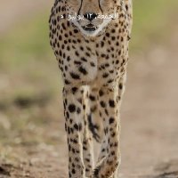 ابو حسام للصداقه الجديه (@abwarf51927) 's Twitter Profile