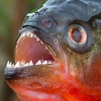 pirania (@pirania2440) Twitter profile photo