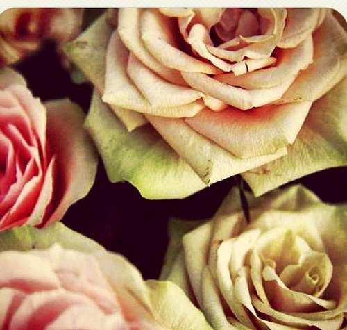 thechellebear's profile picture. 