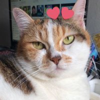 Saph 📚 (@sphreads) 's Twitter Profile Photo Saph 📚 (@sphreads) 's Twitter Profile Photo
