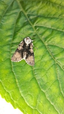 Birds, moths, Spurs. Mainly interested in East Midlands, Yorkshire and Cornwall but ever-more local. Except for the Hebrides.