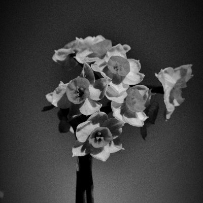 Haji_prx's profile picture. زنده بودن چه مشقتی دارد.