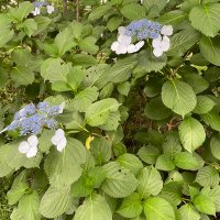 Ocha (@kogetai) Twitter profile photo