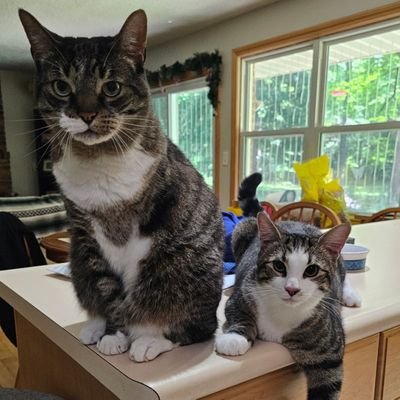 I'm a three-legged warrior, the most affectionate yet fierce cat you'll ever meet!
And I am Elvis Purrsley, his fearless sidekick. 😺😺