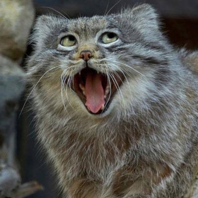 sea_899's profile picture. 無課金グラブル、遊戯王、ポケカに反応します。可愛いは正義