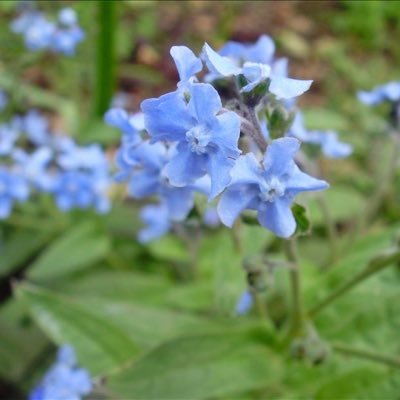 マイペース小学生男子の母。凸凹系キッズの子育てを助けてくれるはずの発達障害という概念が、世間で理解されるより誤解されている場面を多く見てモヤりがち。仕事柄、自分とは違った悩みを抱えた方をフォローさせていただいたりしていますが冷やかしではありません。リプ見逃しがちですみません。