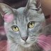 ✨✨✨MiKi✨✨✨🐈️ (@y1068gnv5cfe5vn) Twitter profile photo ✨✨✨MiKi✨✨✨🐈️ (@y1068gnv5cfe5vn) Twitter profile photo