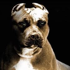 dogturf's profile picture. Keep it simple, get your facts straight.