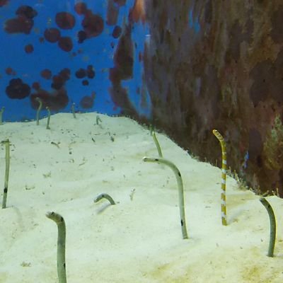 nora_noraji928's profile picture. ５０代会社員/
東京多摩地区/
夜間勤務/
170cm/67kg/

モータースポーツ好き🏎️🏍️/
猫🐱好き/

釣り好き🐠/飲み歩き🍾食べ歩き好き🍣🍜/タグ・ホイヤー好き⌚/
飲み友達🥂から始めて下さる方探しています。

気軽に絡んで下さい。
よろしくお願いします。