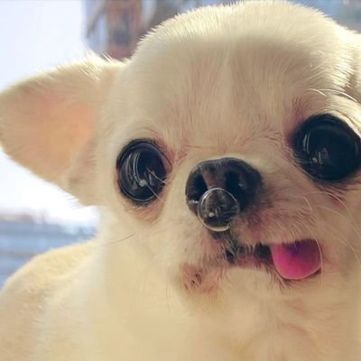 _DanielaSierra's profile picture. in process...|🔋 🎬🐕🏃‍♀️ 📚👩‍💻 💙