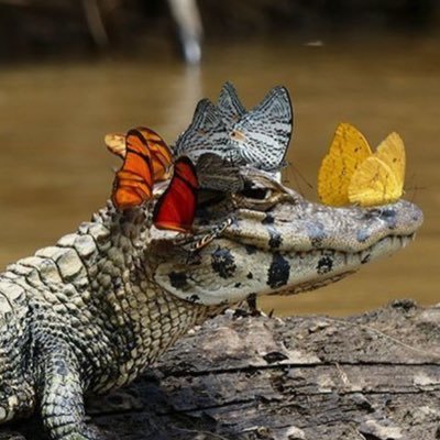 tuffiefashior's profile picture. a very nice idiot